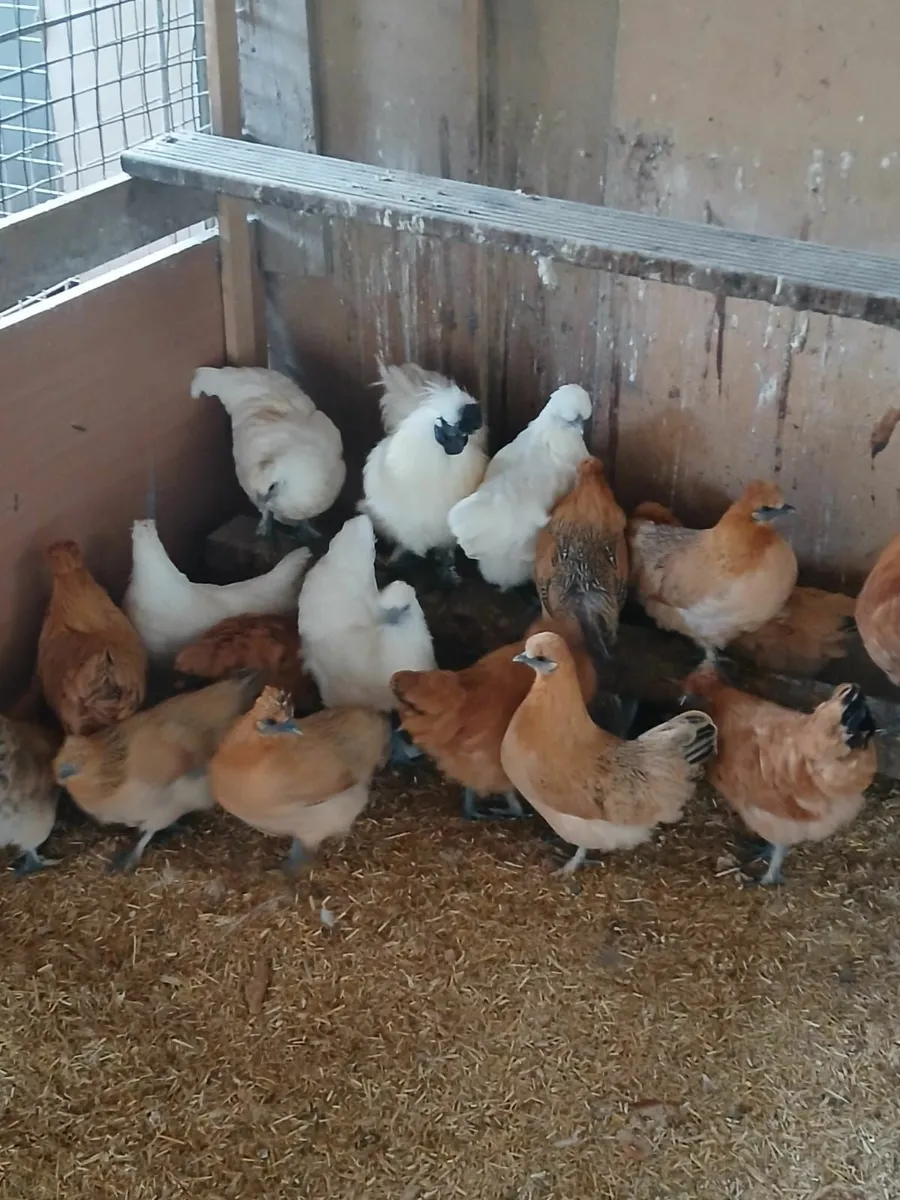 Gold top pullets - Image 1