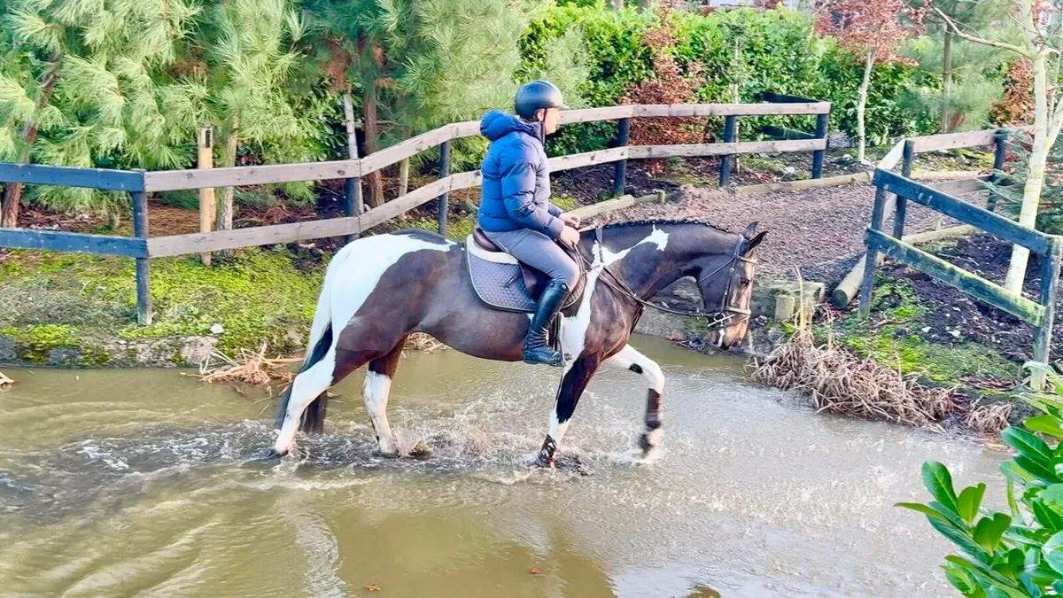 Stunning 15.2hh mare - Image 1