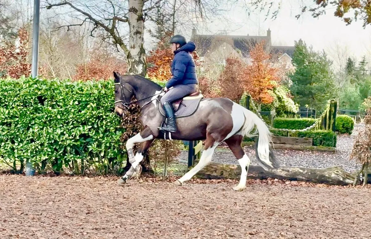 Stunning 15.2hh mare - Image 2