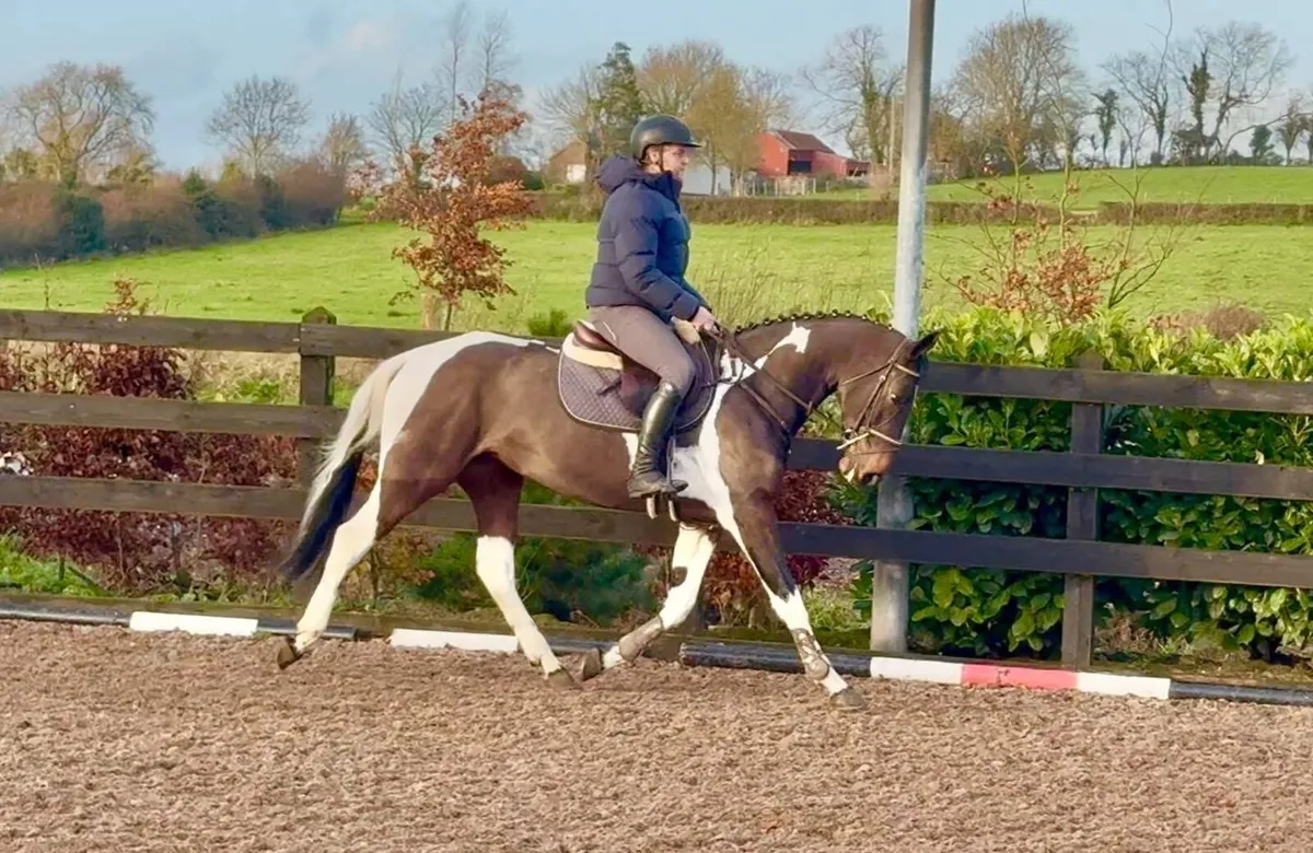 Stunning 15.2hh mare - Image 4