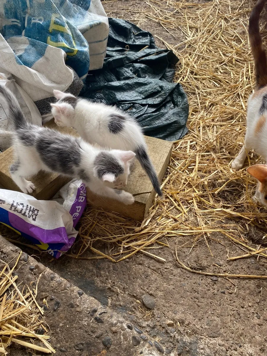 Kittens - Image 1