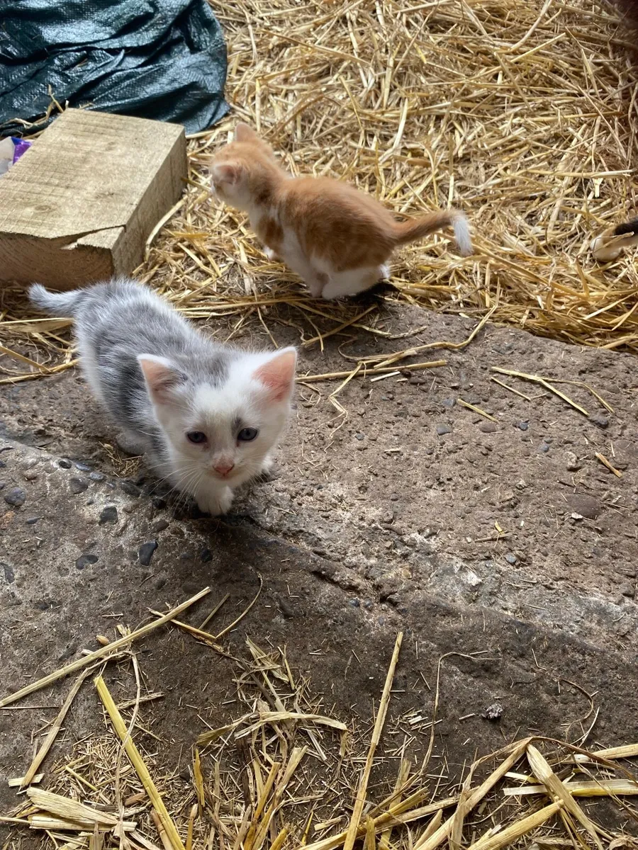 Kittens - Image 3