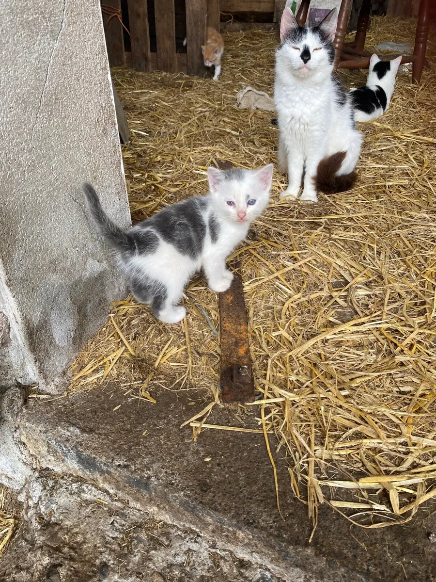 Kittens - Image 4