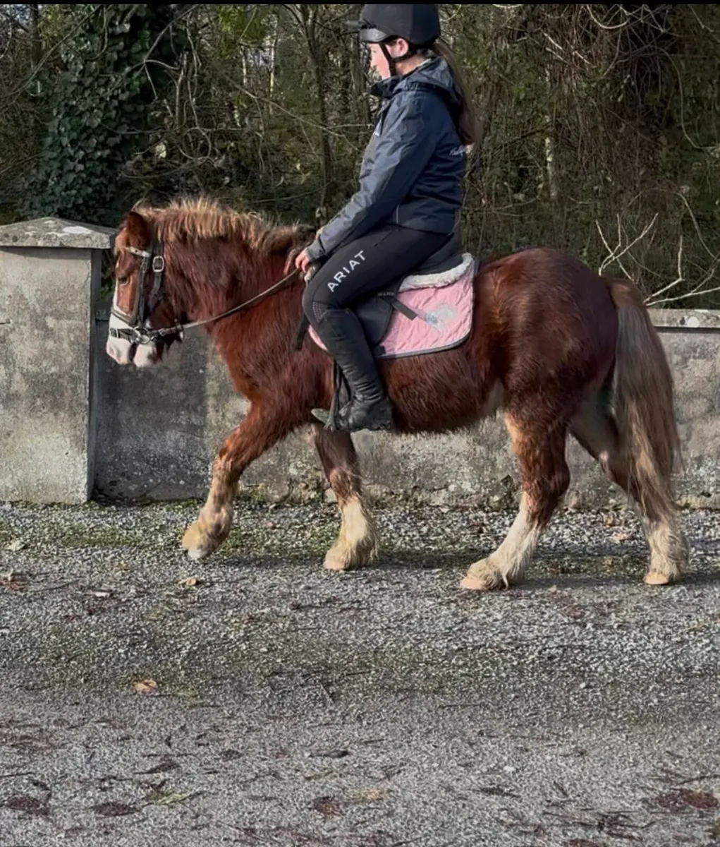 SELECTION OF PONIES, 4yo & UPWARDS - Image 3