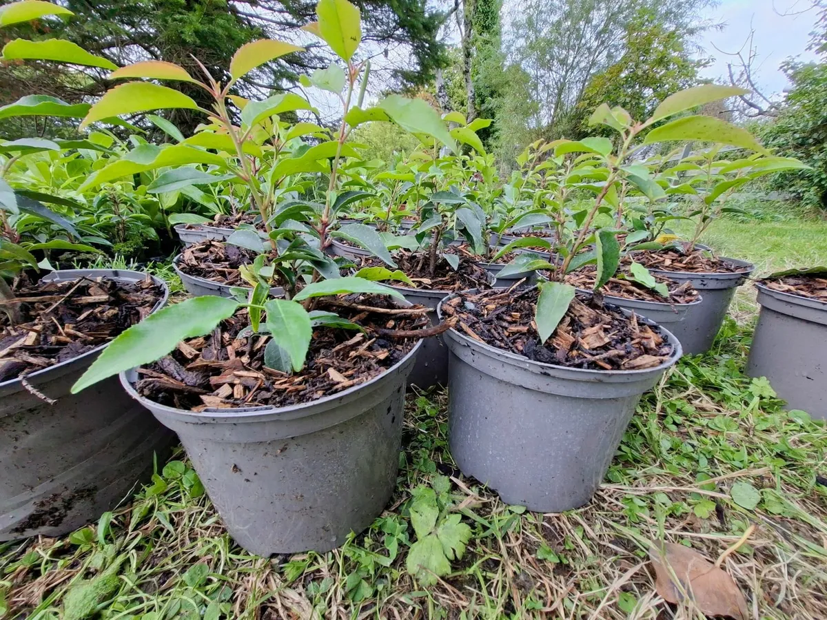 Portuguese Laurel - Image 2