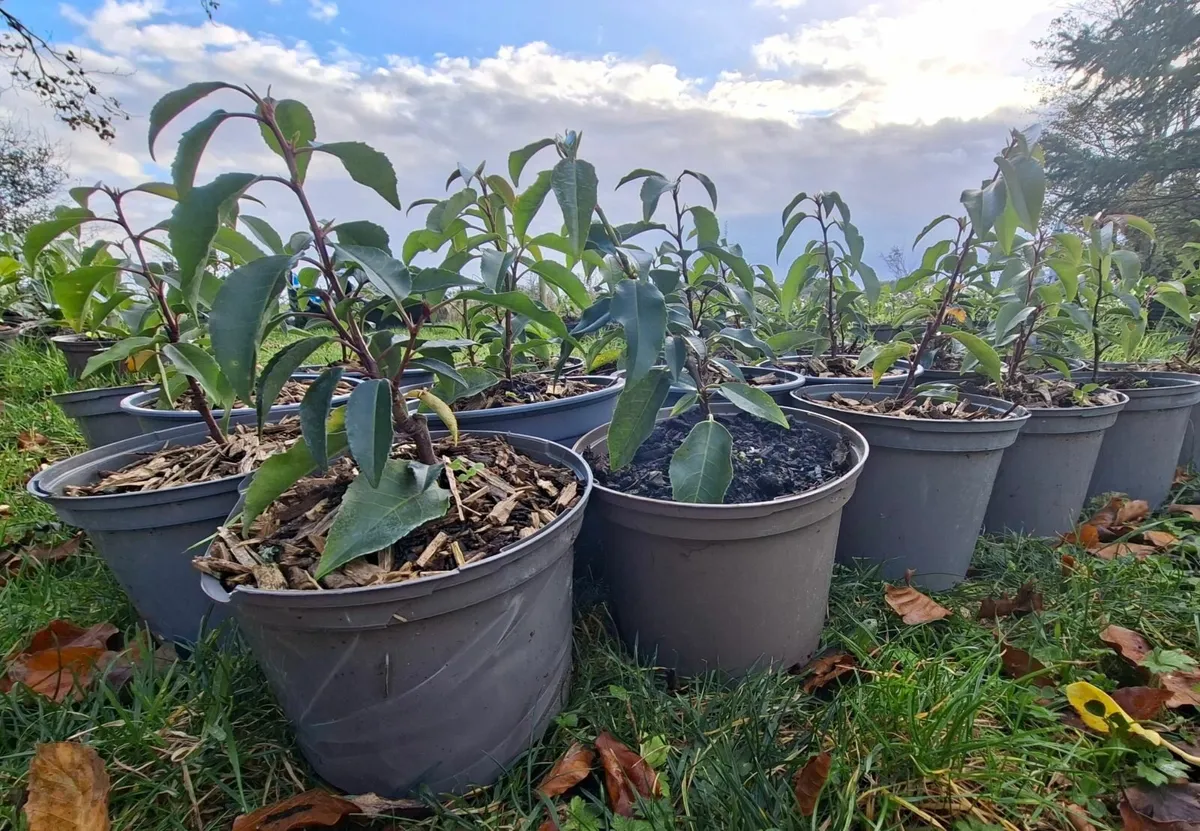 Portuguese Laurel - Image 3