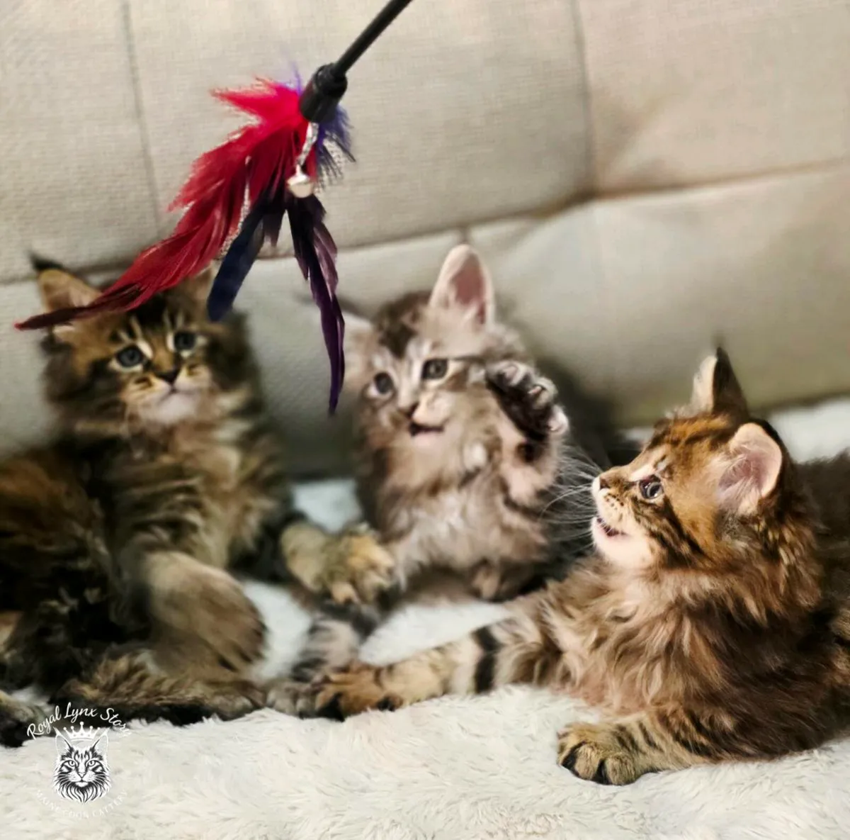 TICA registered Maine Coon Kittens - Image 1