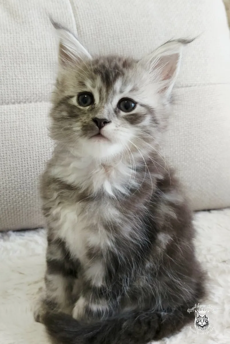 TICA registered Maine Coon Kittens - Image 2