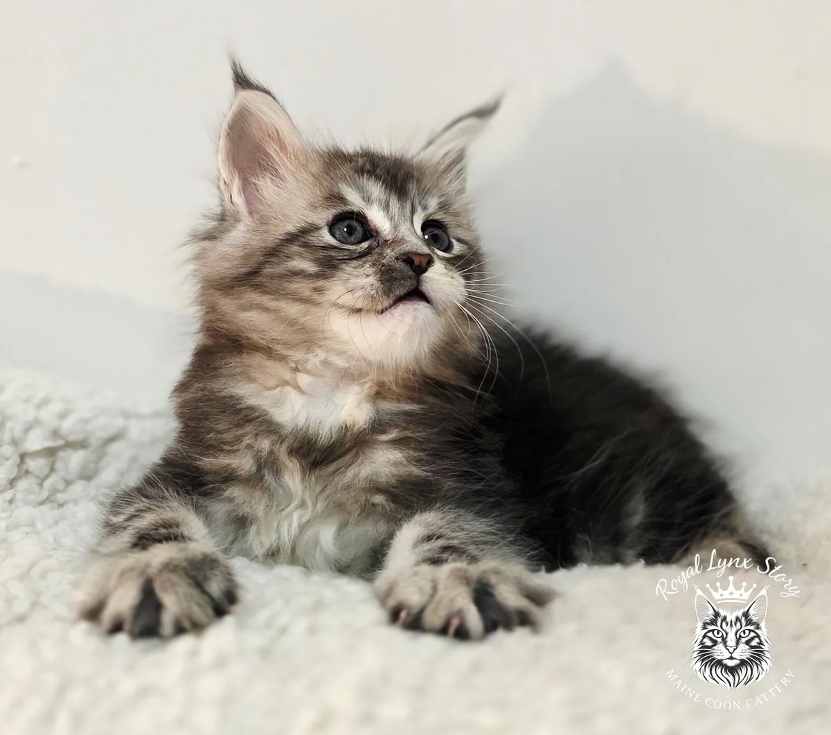 TICA registered Maine Coon Kittens - Image 3
