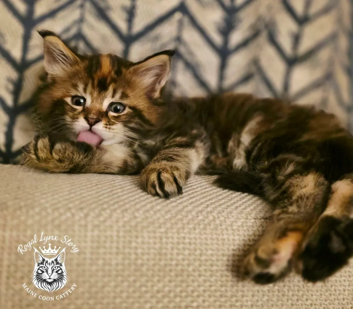 TICA registered Maine Coon Kittens - Image 4