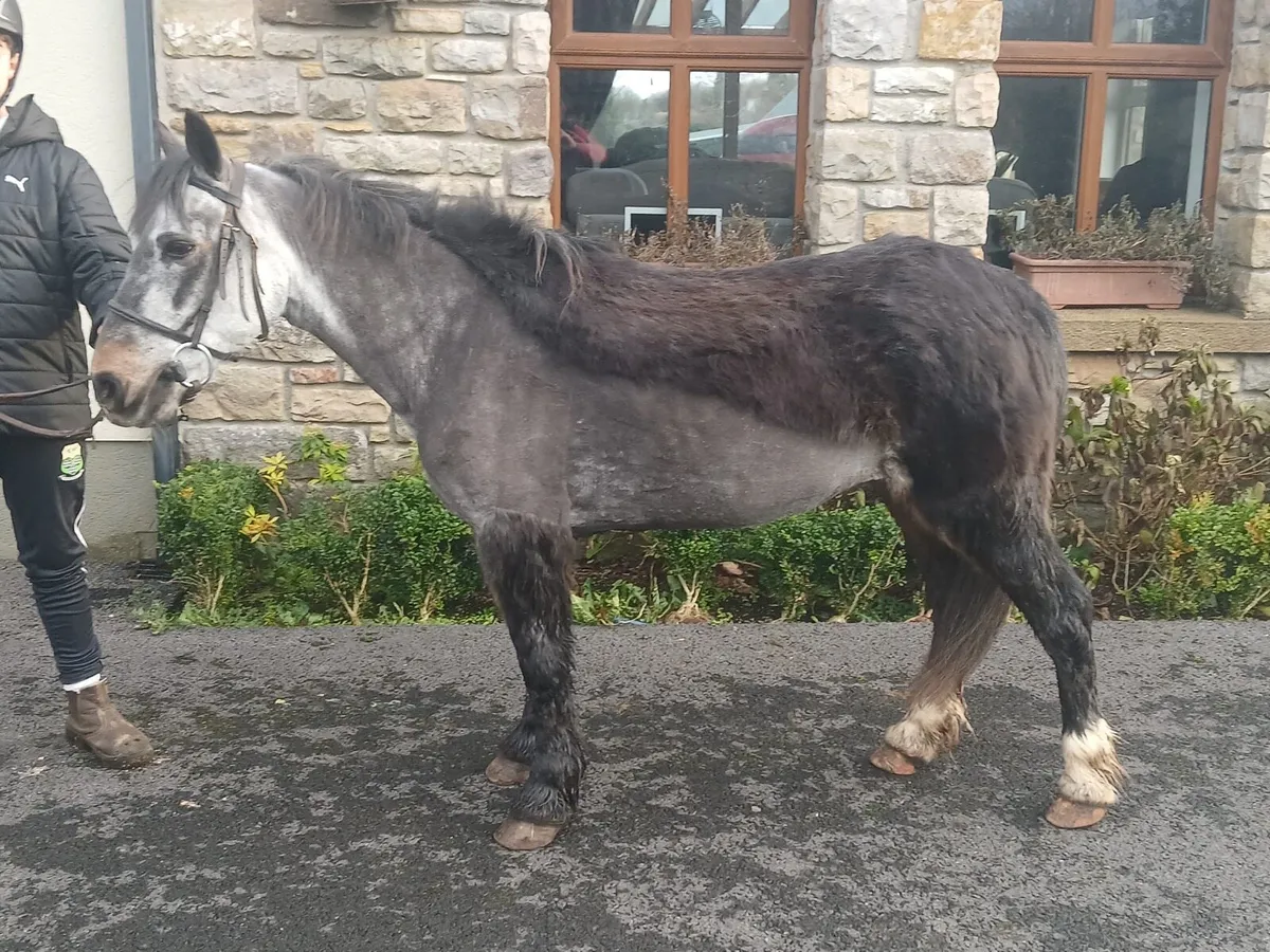 Bombproof first pony - Image 1