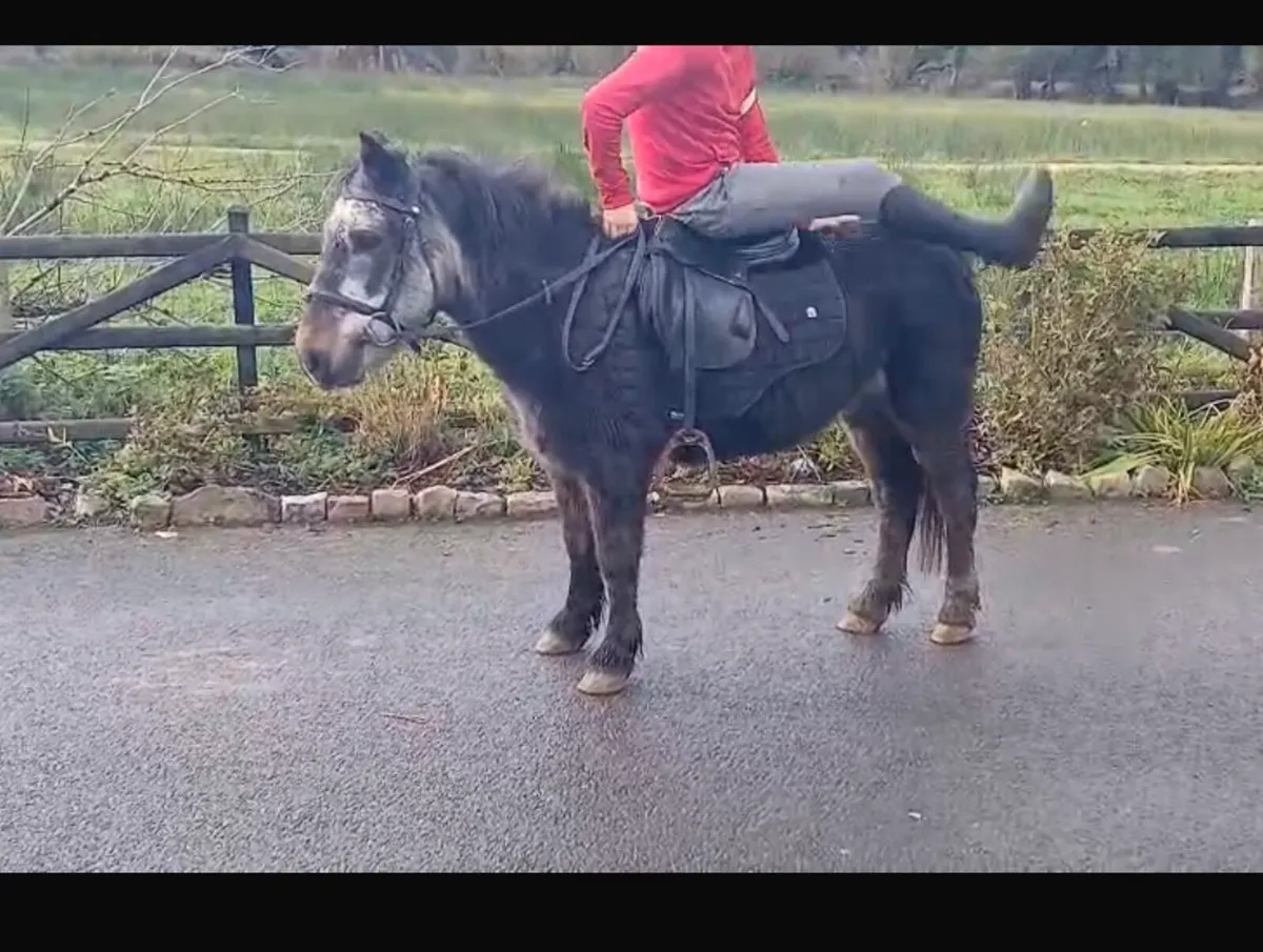 Bombproof first pony - Image 2