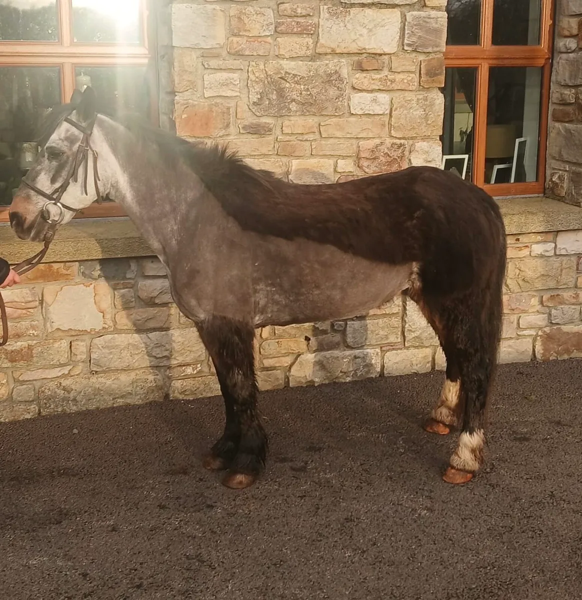 Bombproof first pony - Image 3