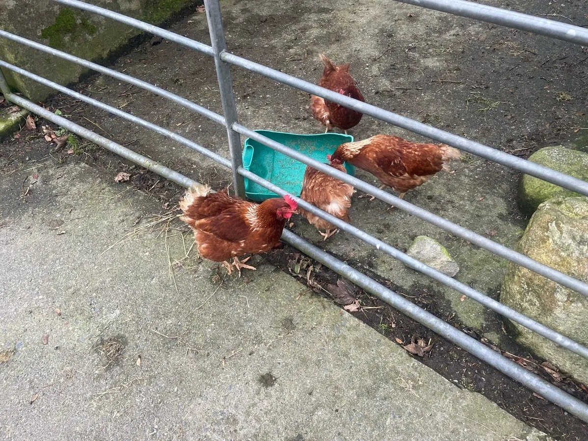 4 Rhode Island red hens - Image 2