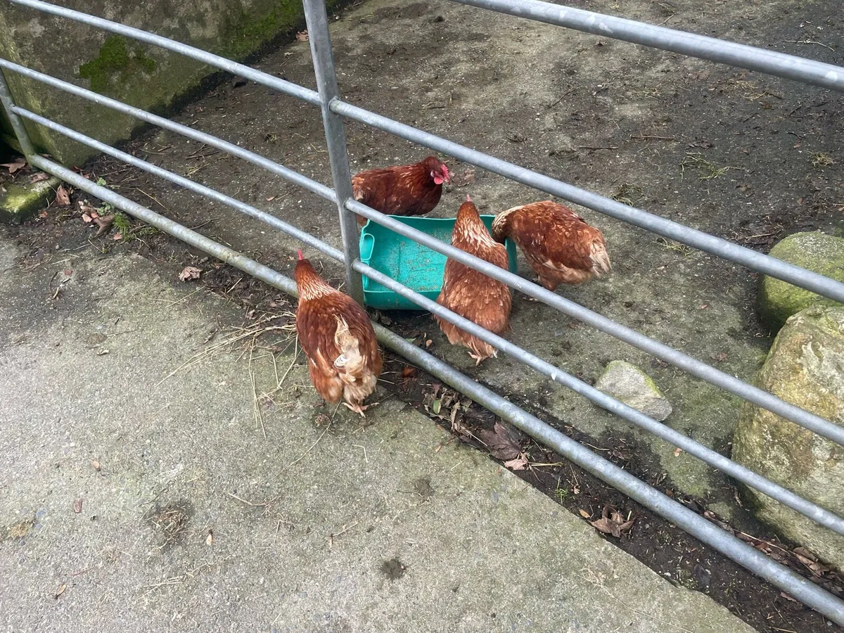 4 Rhode Island red hens - Image 3