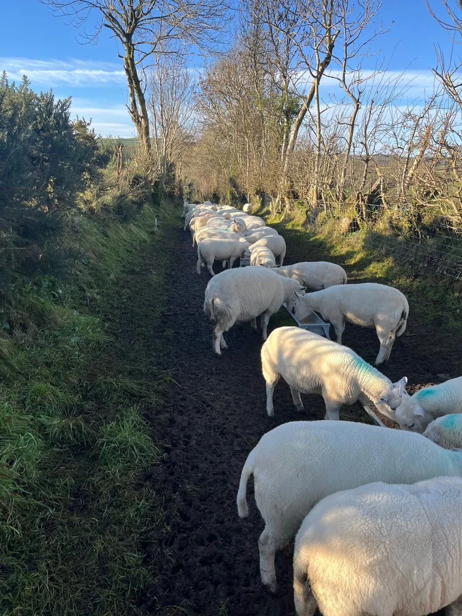 Sheep Lleyn / Belclare - Image 1