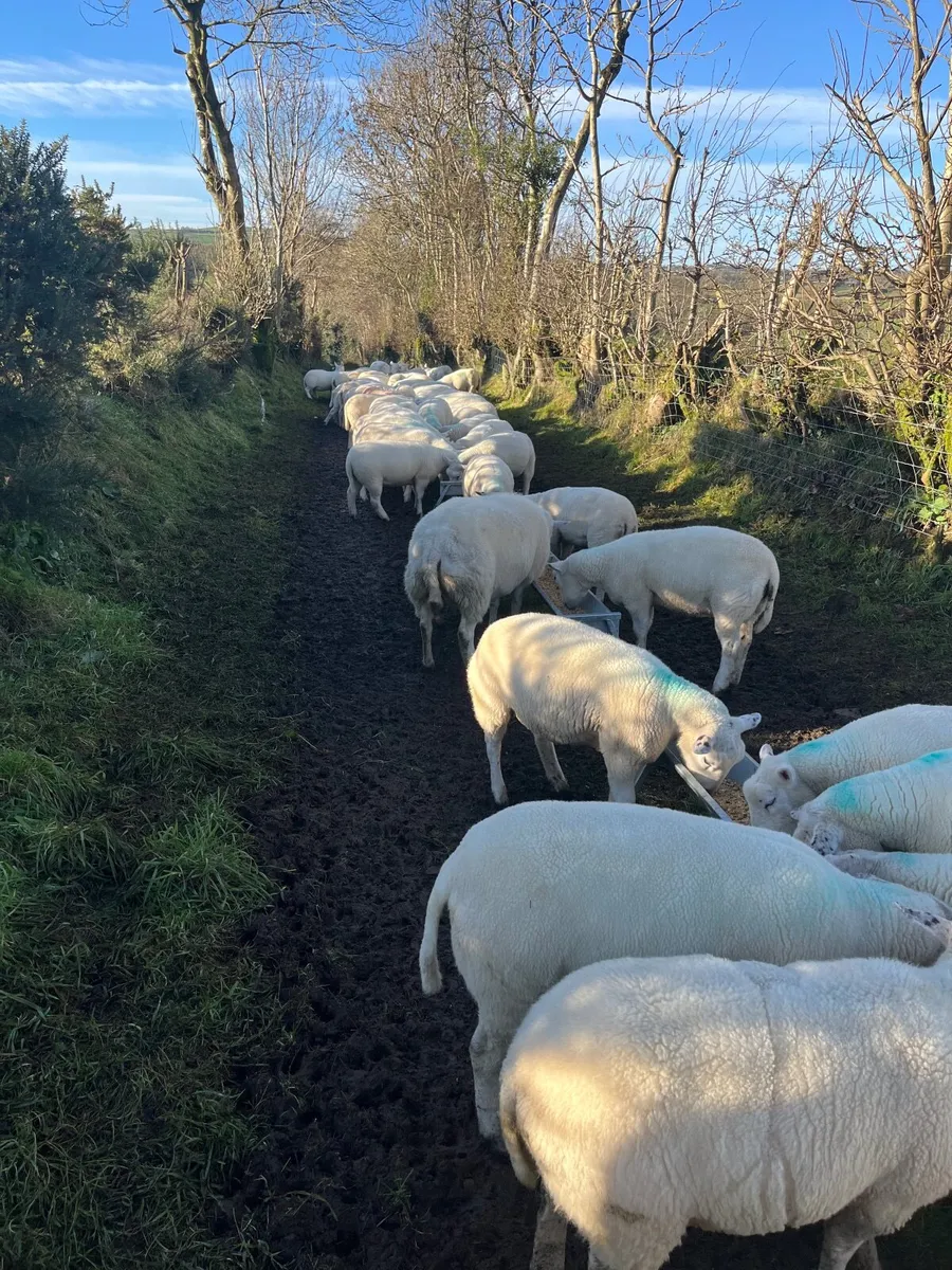 Sheep Lleyn / Belclare - Image 2