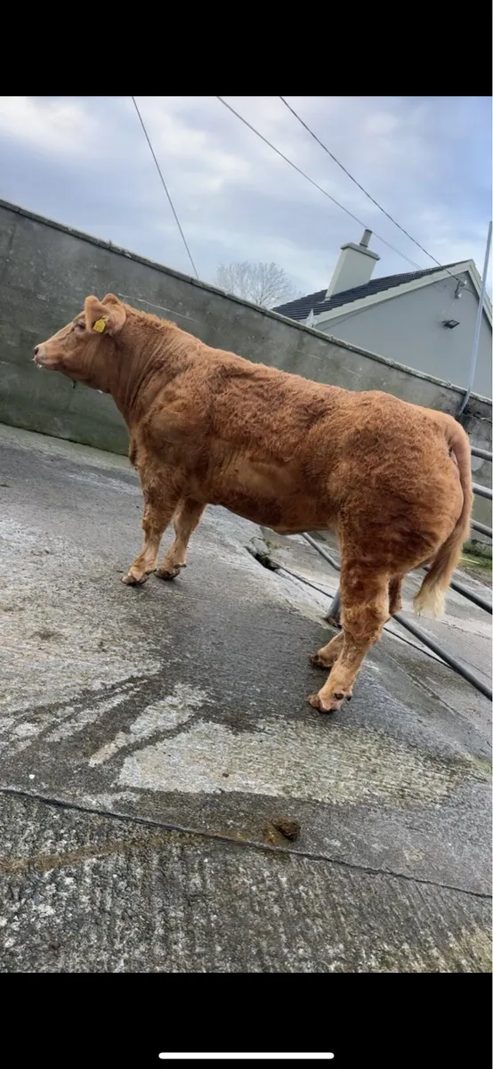 Charolais heifer December 1st Kingdom CO-OP Mart - Image 2