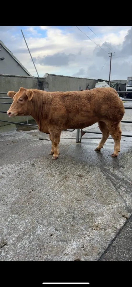 Charolais heifer December 1st Kingdom CO-OP Mart - Image 3