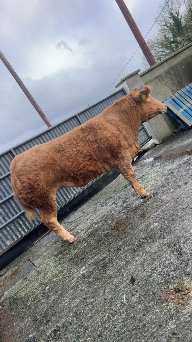 Charolais heifer December 1st Kingdom CO-OP Mart - Image 4