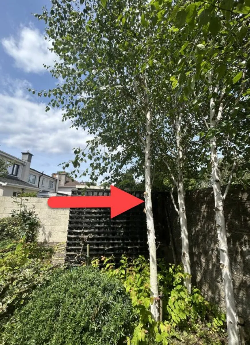 Tall straight Silver Birch tree - Image 1