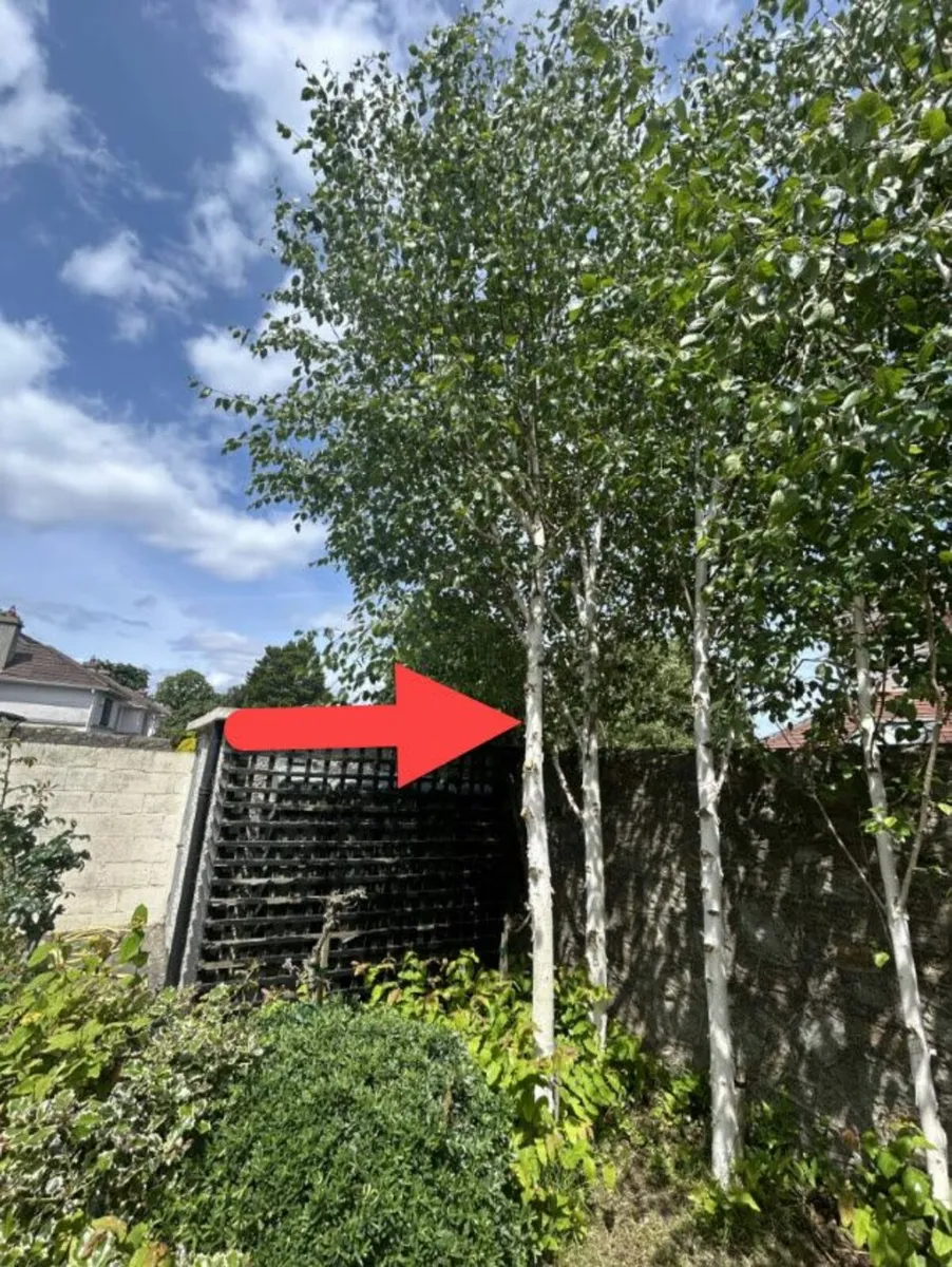 Tall straight Silver Birch tree - Image 2