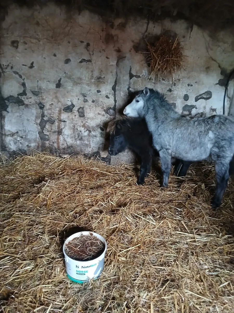 Miniature Pony Foals - Image 1