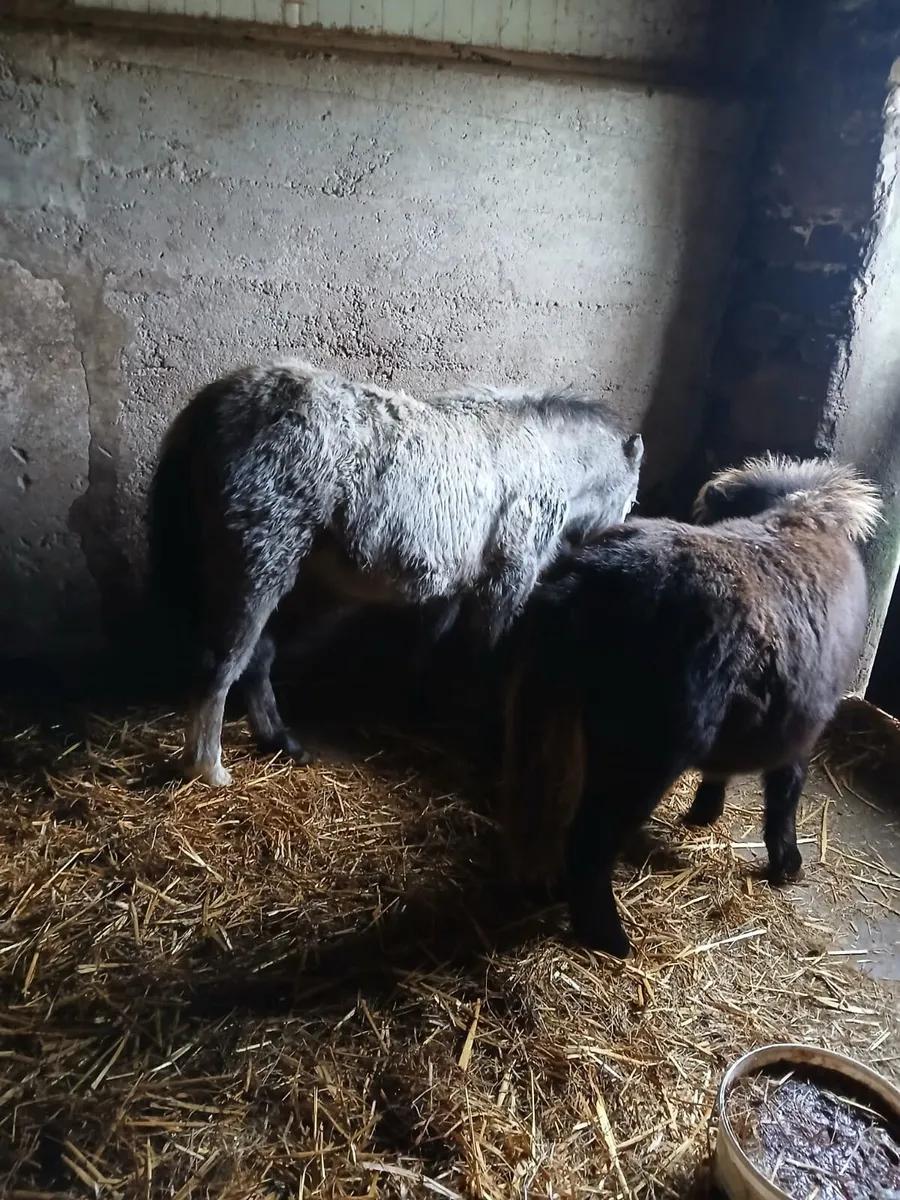 Miniature Pony Foals - Image 2