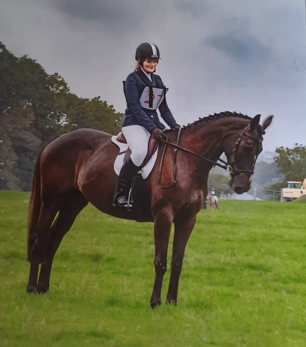 16.1hh All Rounder Mare - Image 1