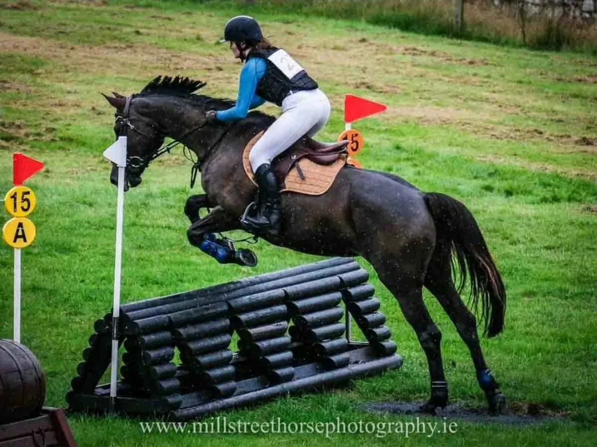 16.1hh All Rounder Mare - Image 2