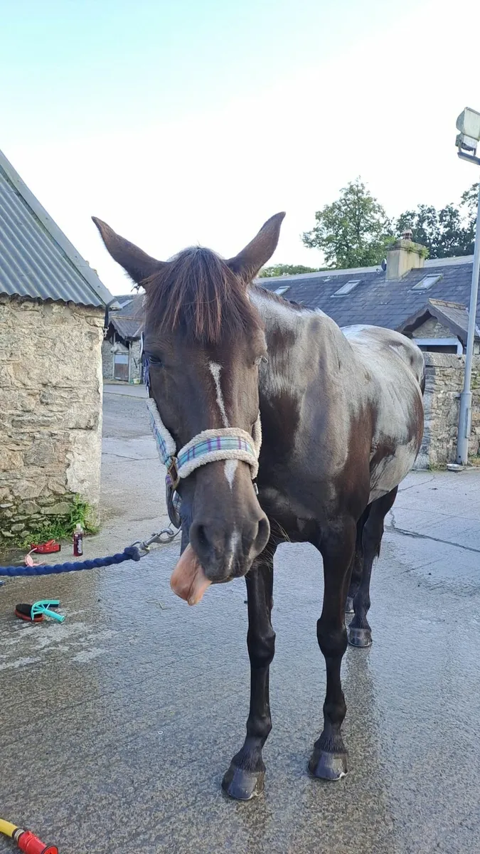 16.1hh All Rounder Mare - Image 3