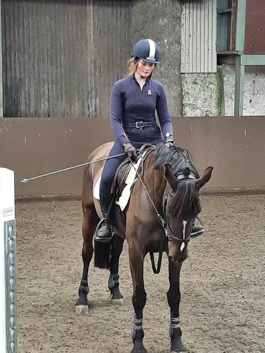 16.1hh All Rounder Mare - Image 4