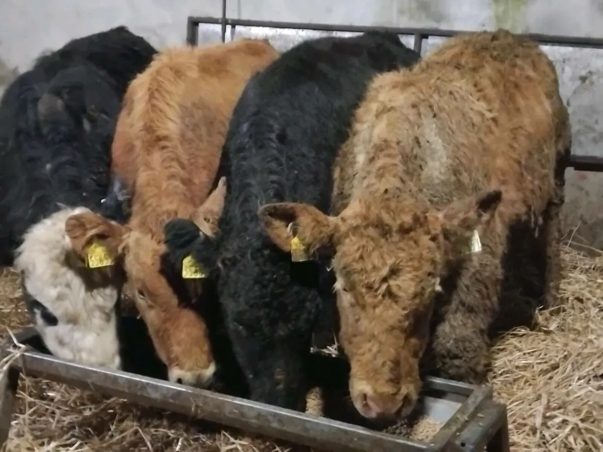 4 Limousin Bull Weanlings - Image 2