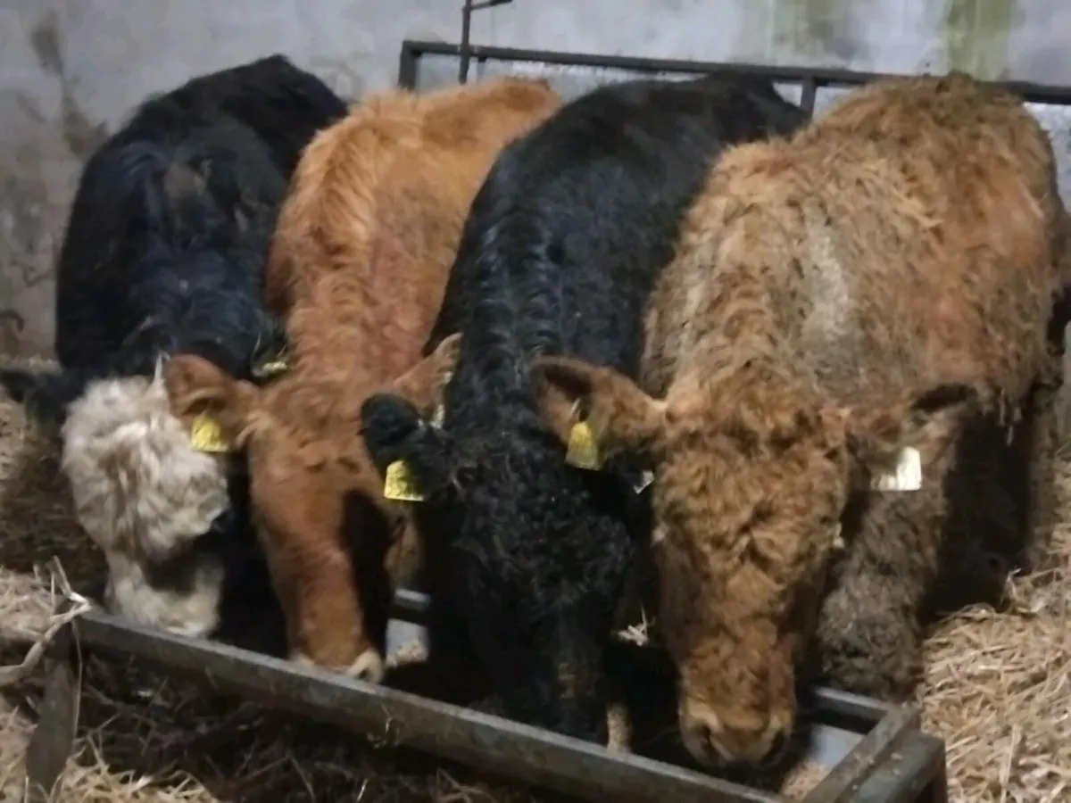 4 Limousin Bull Weanlings - Image 1