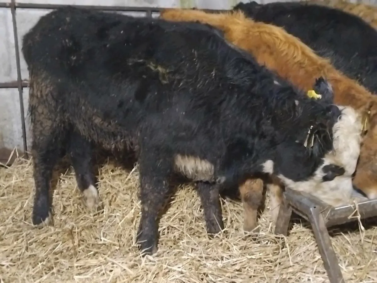 4 Limousin Bull Weanlings - Image 3