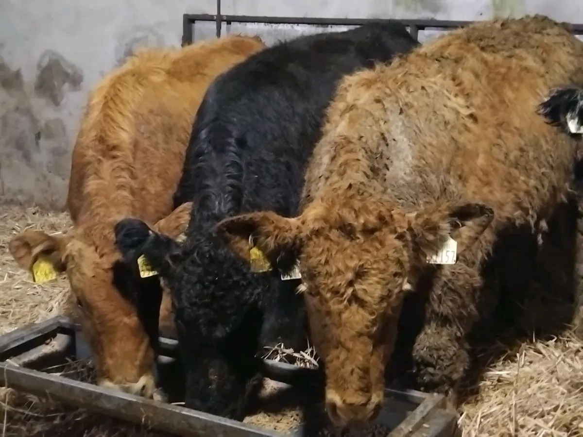 4 Limousin Bull Weanlings - Image 4