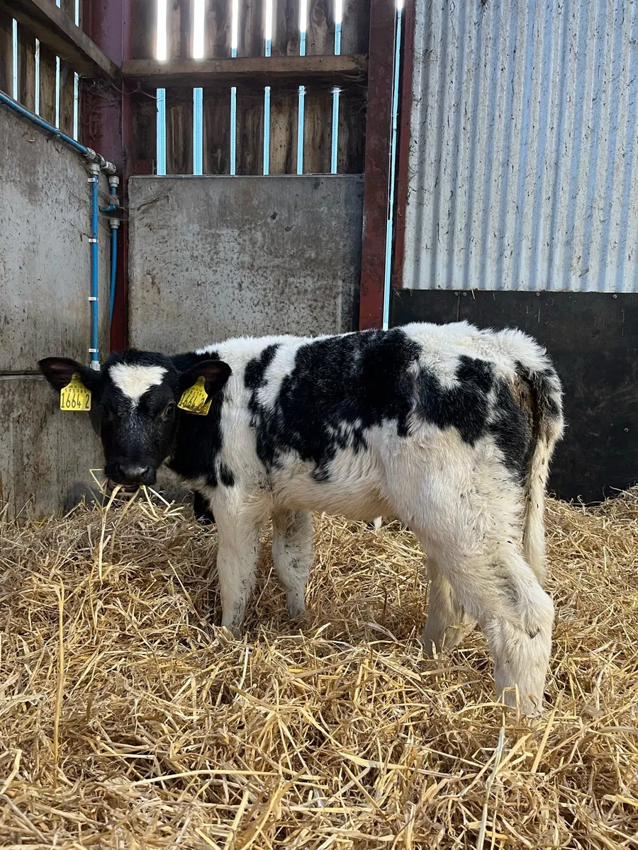2 Super Blue Heifers - Image 1