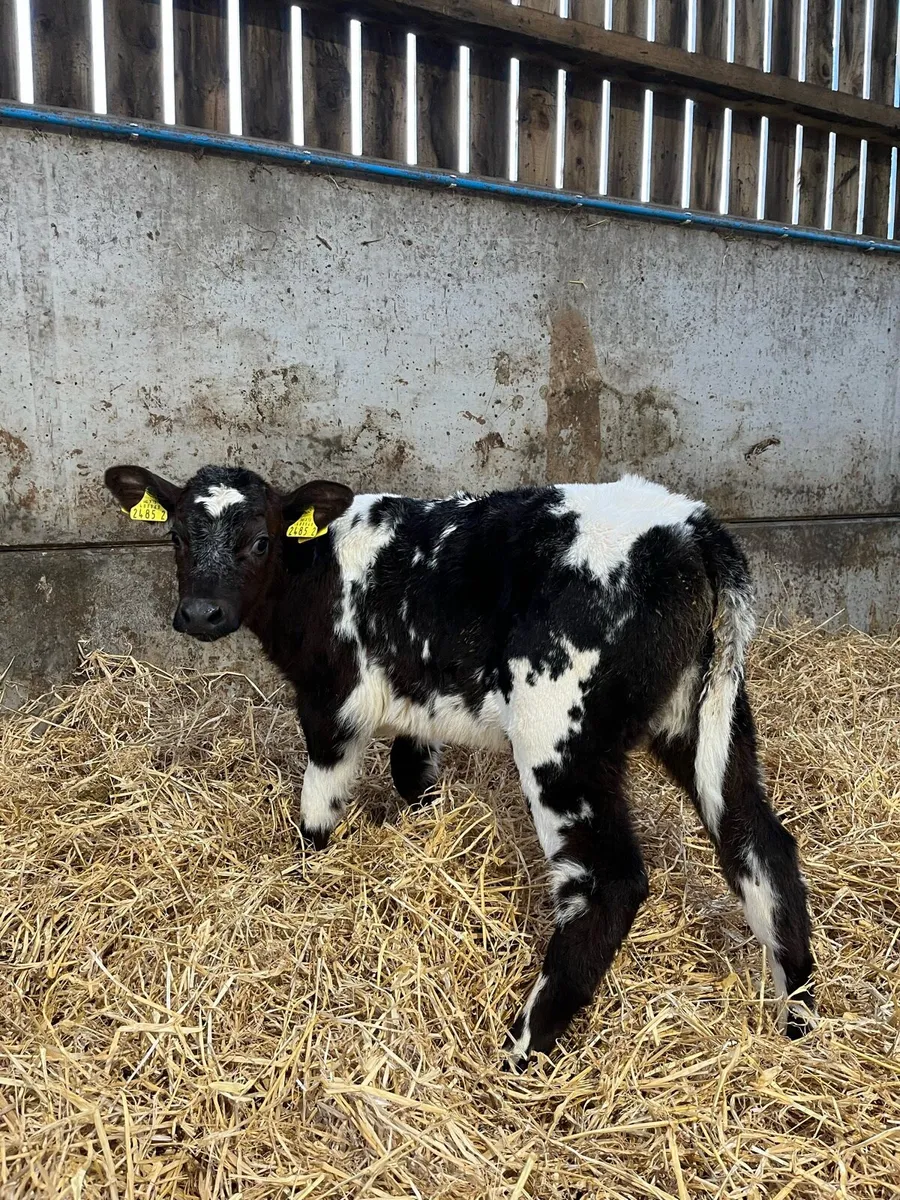 2 Super Blue Heifers - Image 2