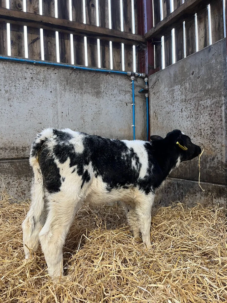 2 Super Blue Heifers - Image 3