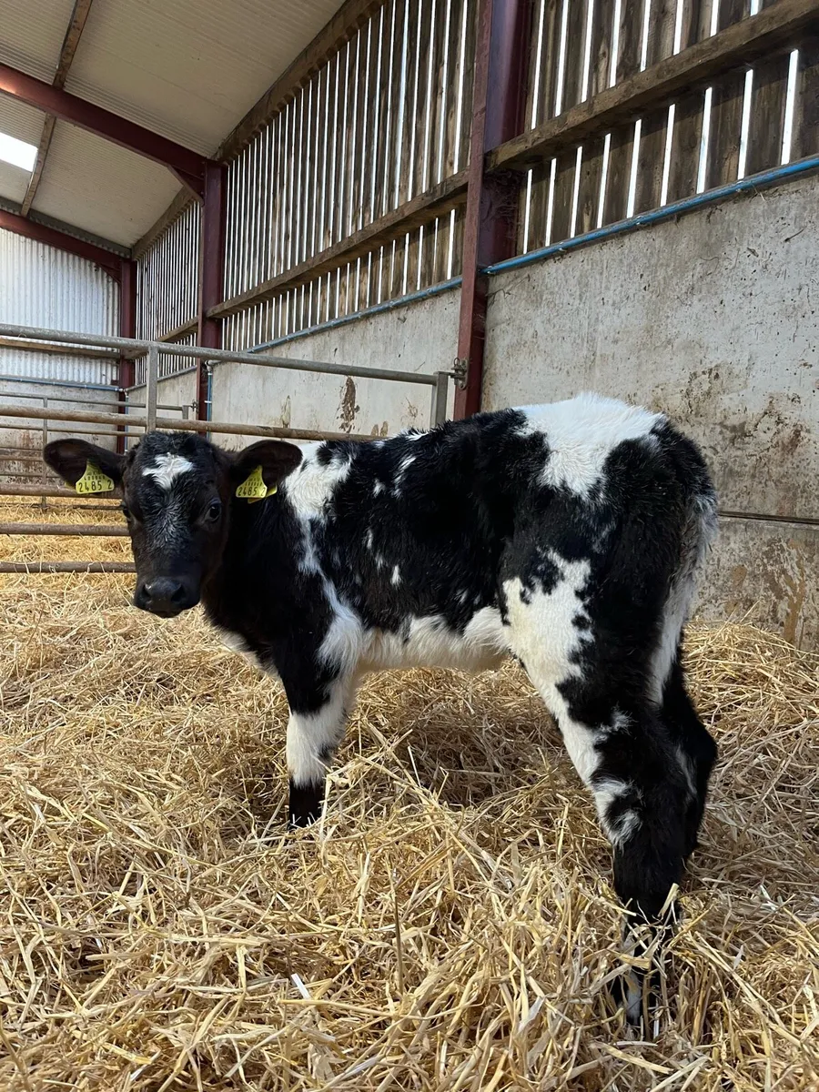 2 Super Blue Heifers - Image 4