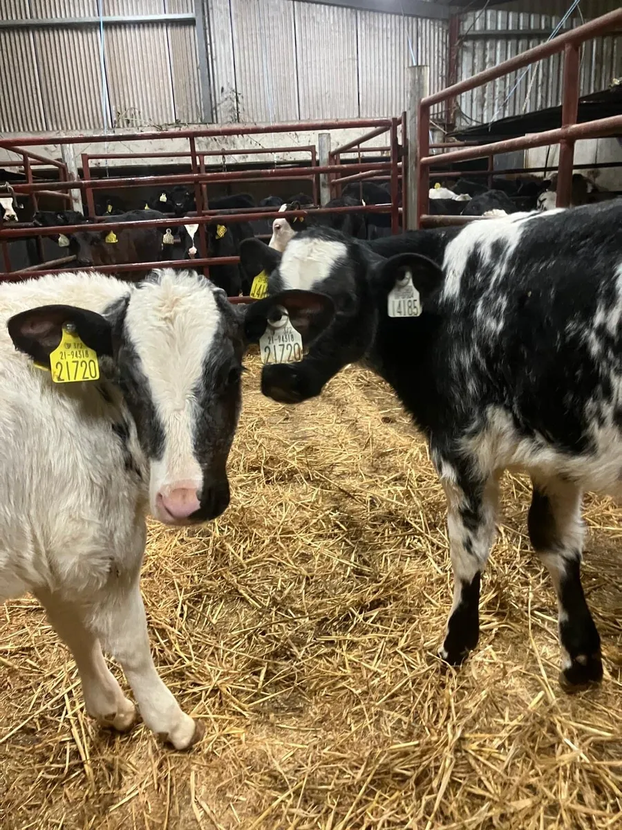 Top Quality Belgian Blue Heifer Calves - Image 1