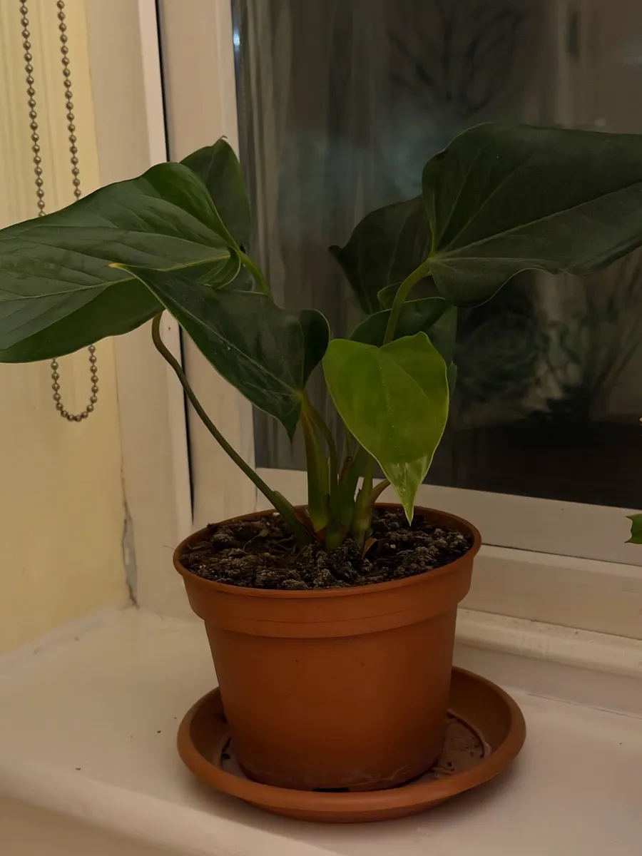 Indoor plants - Image 3