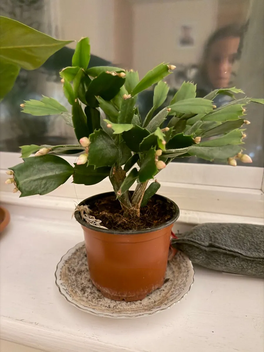 Indoor plants - Image 4