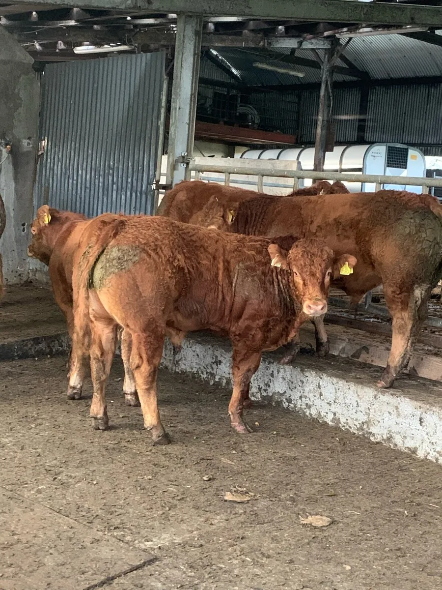 Selection on PB limousin bulls - Image 1