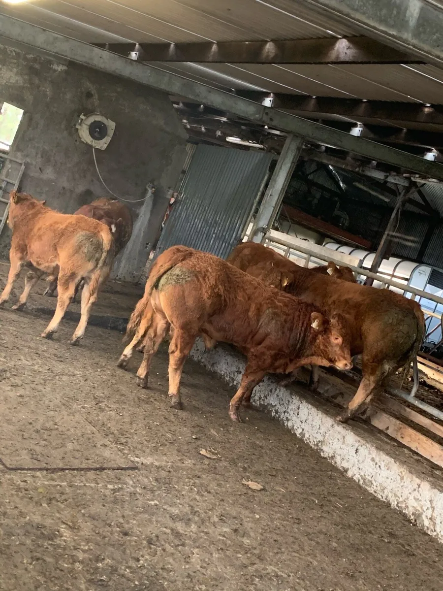 Selection on PB limousin bulls - Image 2