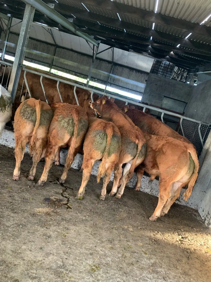 Selection on PB limousin bulls - Image 4