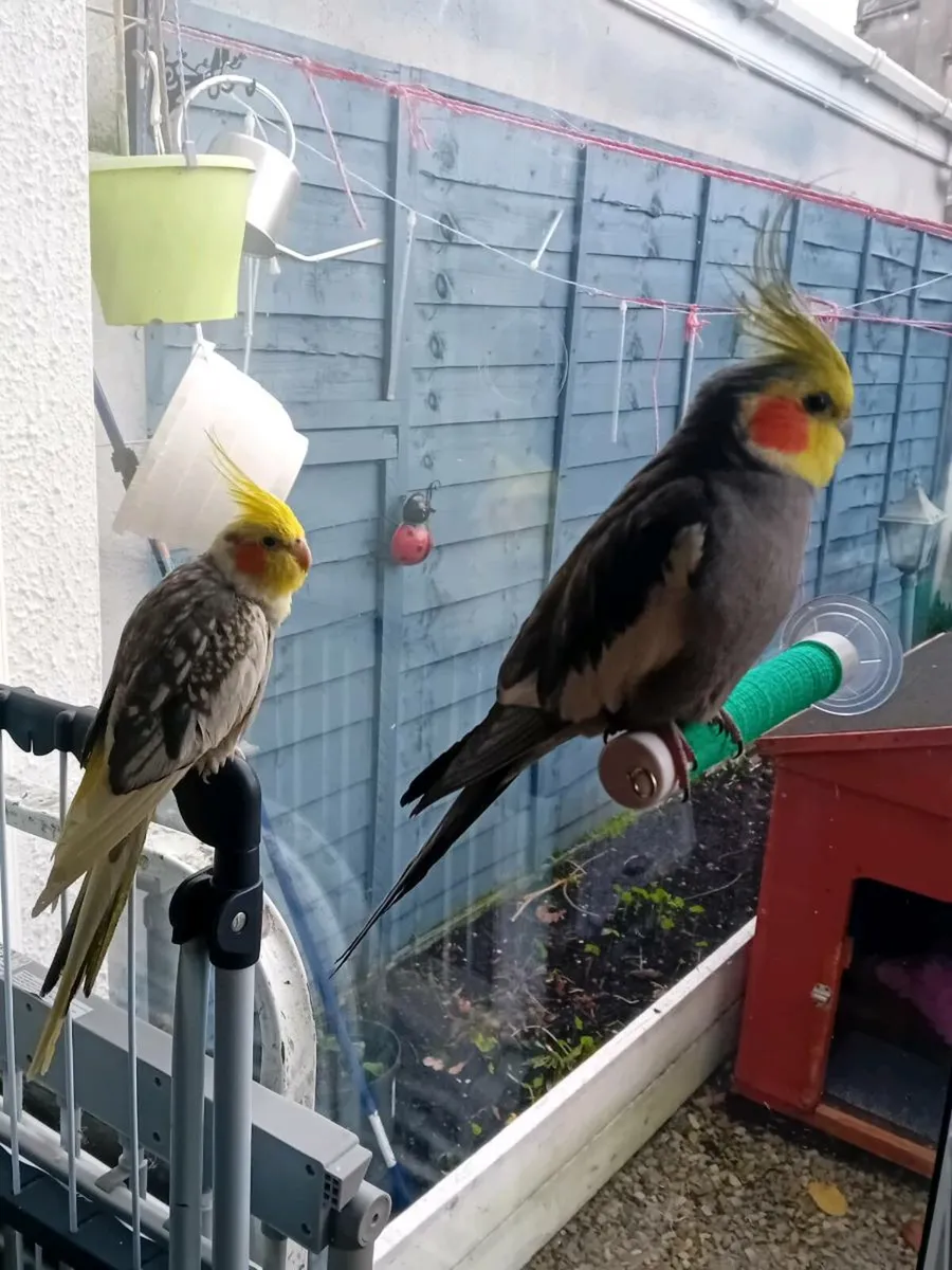 2x cockateil tame - Image 1