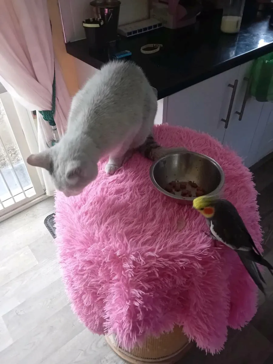 2x cockateil tame - Image 2