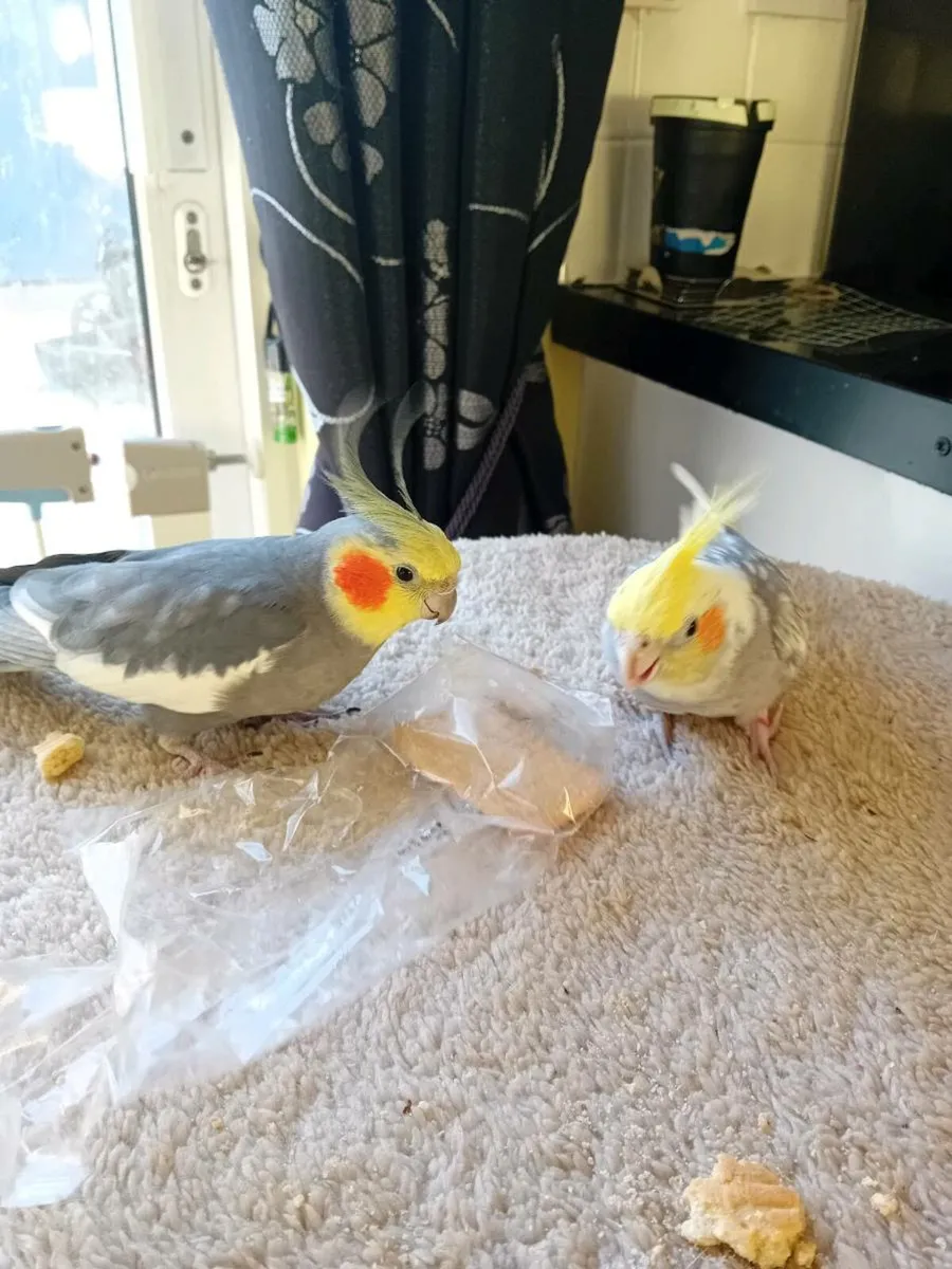 2x cockateil tame - Image 3