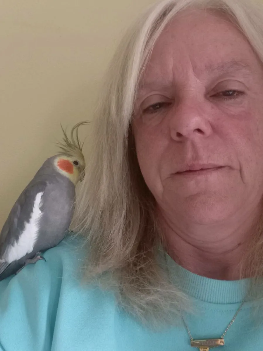 2x cockateil tame - Image 4